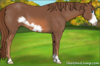 Horse Color:Chestnut Frame
