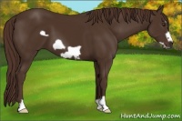 Horse Color:Liver Chestnut Frame 