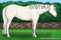 Horse Color:Cremello Dun Tobiano 