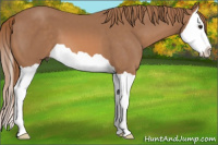 Horse Color:Chestnut Splash