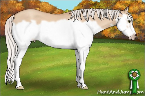 Horse Color: Silver Classic Champagne Dun Splash Frame 