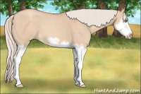 Horse Color:Silver Classic Champagne Roan Dun Splash Frame