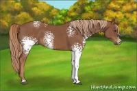 Horse Color:White Spotted Chestnut 