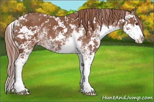 Horse Color: Chestnut Sabino Rabicano 