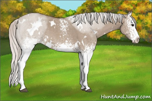 Horse Color: White Spotted Silver Grullo Splash 