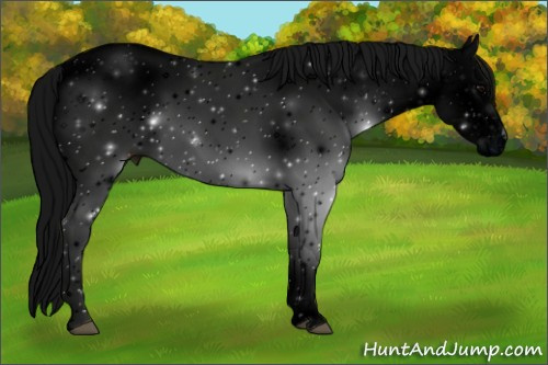 Horse Color: ERROR: UNKNOWN ANOMALY