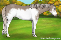 Horse Color:Silver Brown Dun Sabino Splash Frame