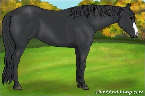 Horse Color: Black 