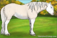 Horse Color:Cremello Splash 