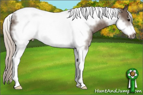Horse Color: Silver Black Sabino Tobiano Frame Rabicano 