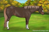 Horse Color:Liver Chestnut 