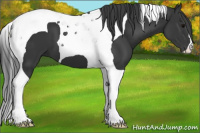 Horse Color:Black Tobiano 