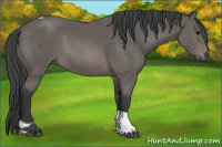 Horse Color:Black Tobiano 