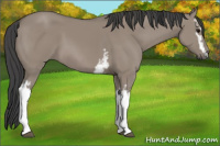 Horse Color:White Spotted Grullo 