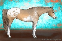 Horse Color:Buckskin Sabino Blanket 