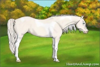 Horse Color:Cremello Dun Tobiano 