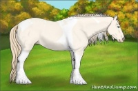 Horse Color:Perlino Dun Tobiano 