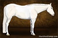 Horse Color:Cremello Dun Tobiano
