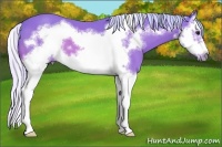 Horse Color:Watercolor Silver Bay Splash Frame 