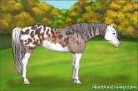 Horse Color:Bay Splash Appaloosa