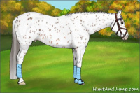 Horse Color:Bay Appaloosa