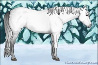 Horse Color:Gray Blue Roan 