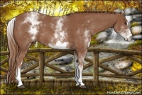 Horse Color:White Spotted Chestnut Sabino 