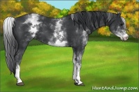 Horse Color:White Spotted Black 