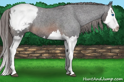 Horse Color:Brown Splash Appaloosa 