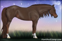 Horse Color:Liver Chestnut 