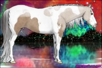 Horse Color:Classic Champagne Sabino Tobiano 