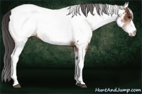 Horse Color:White Spotted Brown Near Fewspot Rabicano 