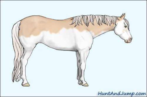 Horse Color: Unknown 