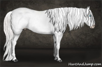 Horse Color:Cremello Sabino Near Leopard 
