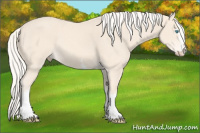 Horse Color:White Spotted Cremello Sabino Rabicano