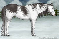 Horse Color:White Spotted Smoky Black 