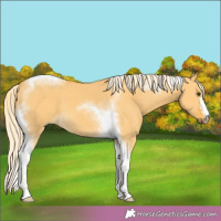Horse Color:Palomino Dun Tobiano 
