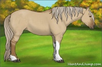 Horse Color:Chocolate Palomino Dun Tobiano 