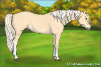 Horse Color:Palomino Dun Tobiano