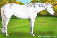 Horse Color:Red Roan Splash Snowflake Varnish 