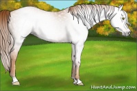 Horse Color:Gray Gold Champagne 
