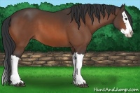 Horse Color:Bay Splash 