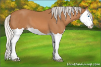 Horse Color:Silver Bay Splash 