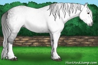 Horse Color:Gray Black Splash 