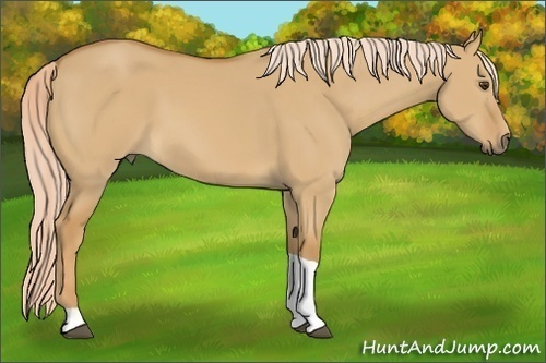 Horse Color: Palomino Dun Tobiano 