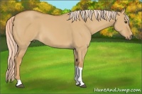 Horse Color:Palomino Dun Tobiano