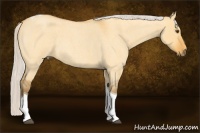 Horse Color:Silver Buckskin Roan Dun Tobiano 