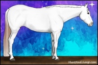 Horse Color:White Spotted Bay Dun Appaloosa 