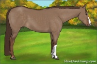 Horse Color:Liver Red Dun 