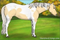 Horse Color:Silver Buckskin Dun Tobiano 